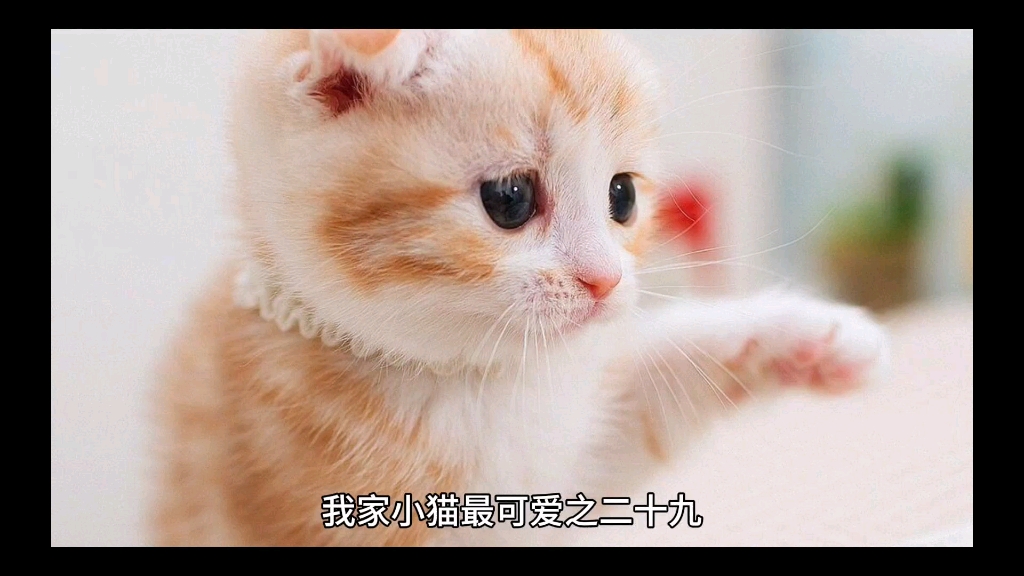 我家小猫最可爱之二十九