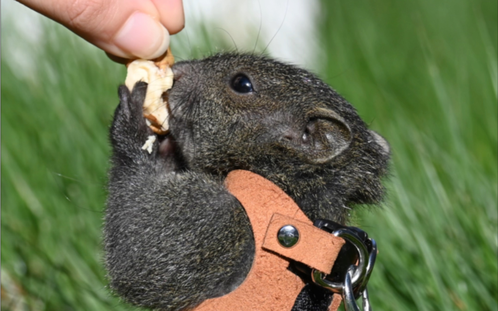 适合新手饲养的松鼠红腹松鼠