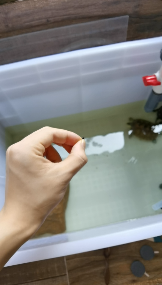 活动  乌龟喂食黑水虻成虫