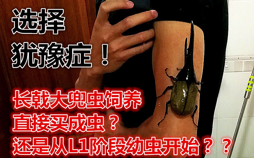 长戟大兜虫饲养——为什么推荐从L1幼虫开始养?哔哩哔哩bilibili