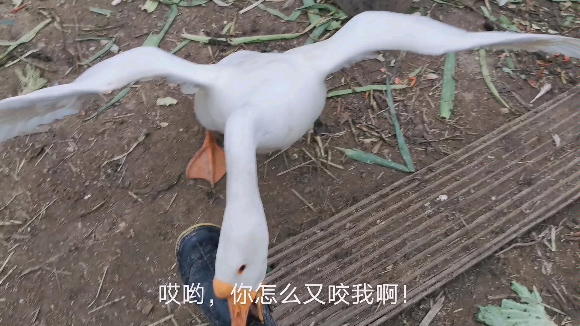 大白鹅又咬主人啦农民家的鹅每天捣蛋该怎么惩罚