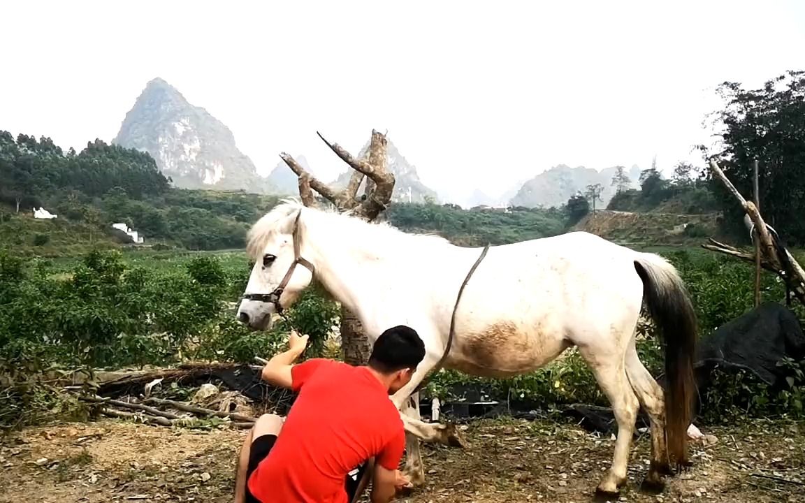 [图]家里养了一匹马，10多年的老感情，特别听话，叫它抬脚它就抬