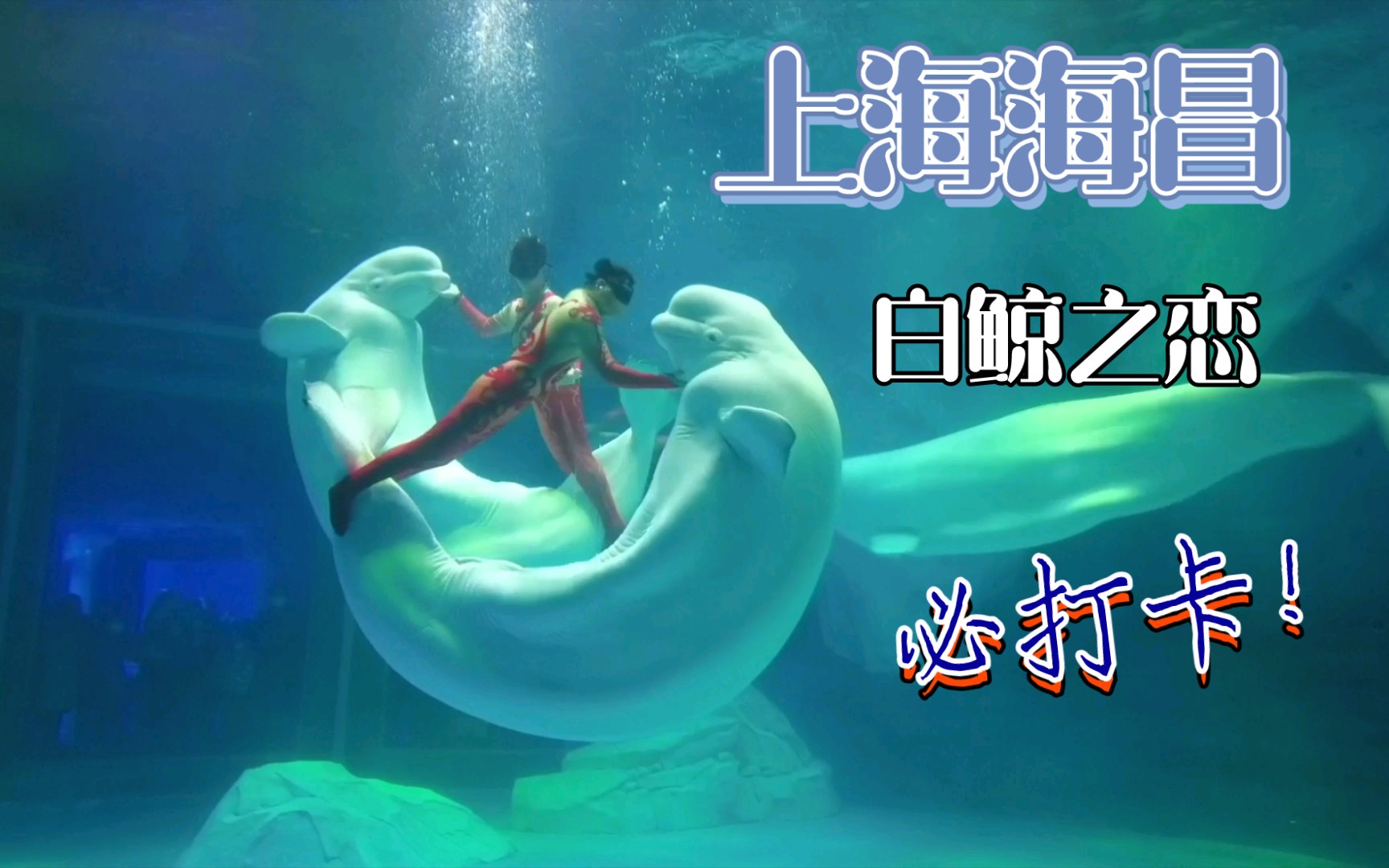 上海海昌海洋公园经典节目 白鲸之恋哔哩哔哩bilibili