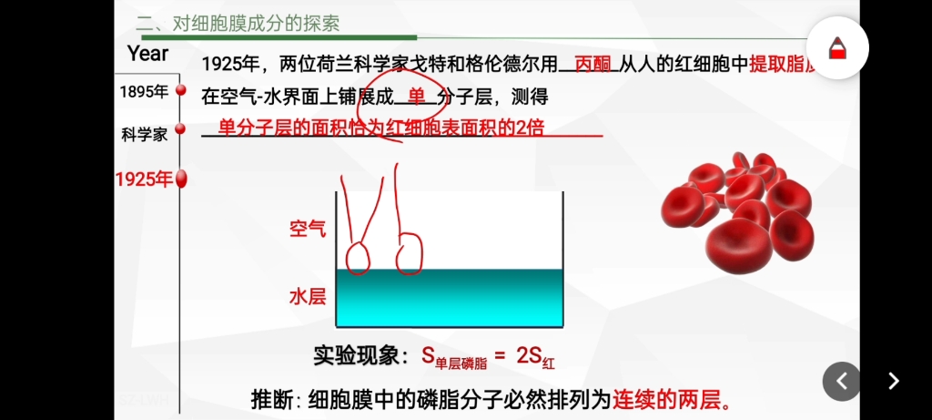 细胞膜的结构和功能哔哩哔哩bilibili