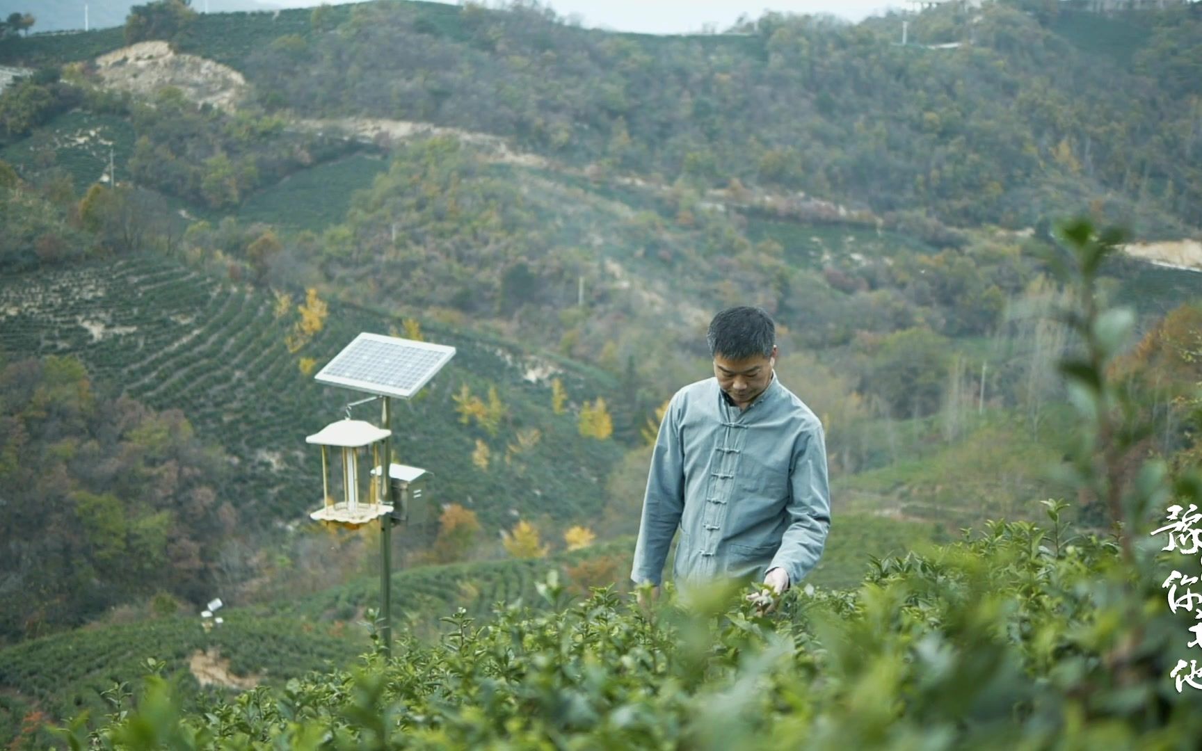 [图]名山名水出名茶，信阳车云山茶你喝过吗？