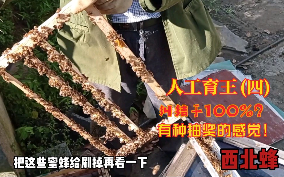 人工育王(四)复式移虫人工育王的幼虫接受率跟很多因素有关,你纠结于