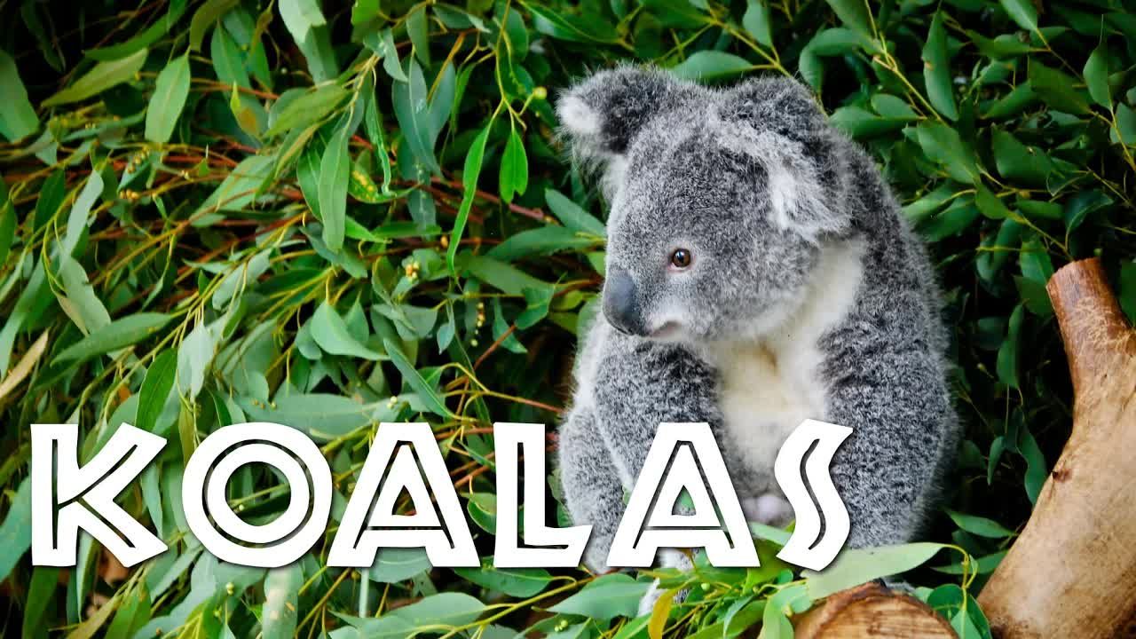 All About Koalas for Kids: Koalas for Children哔哩哔哩bilibili