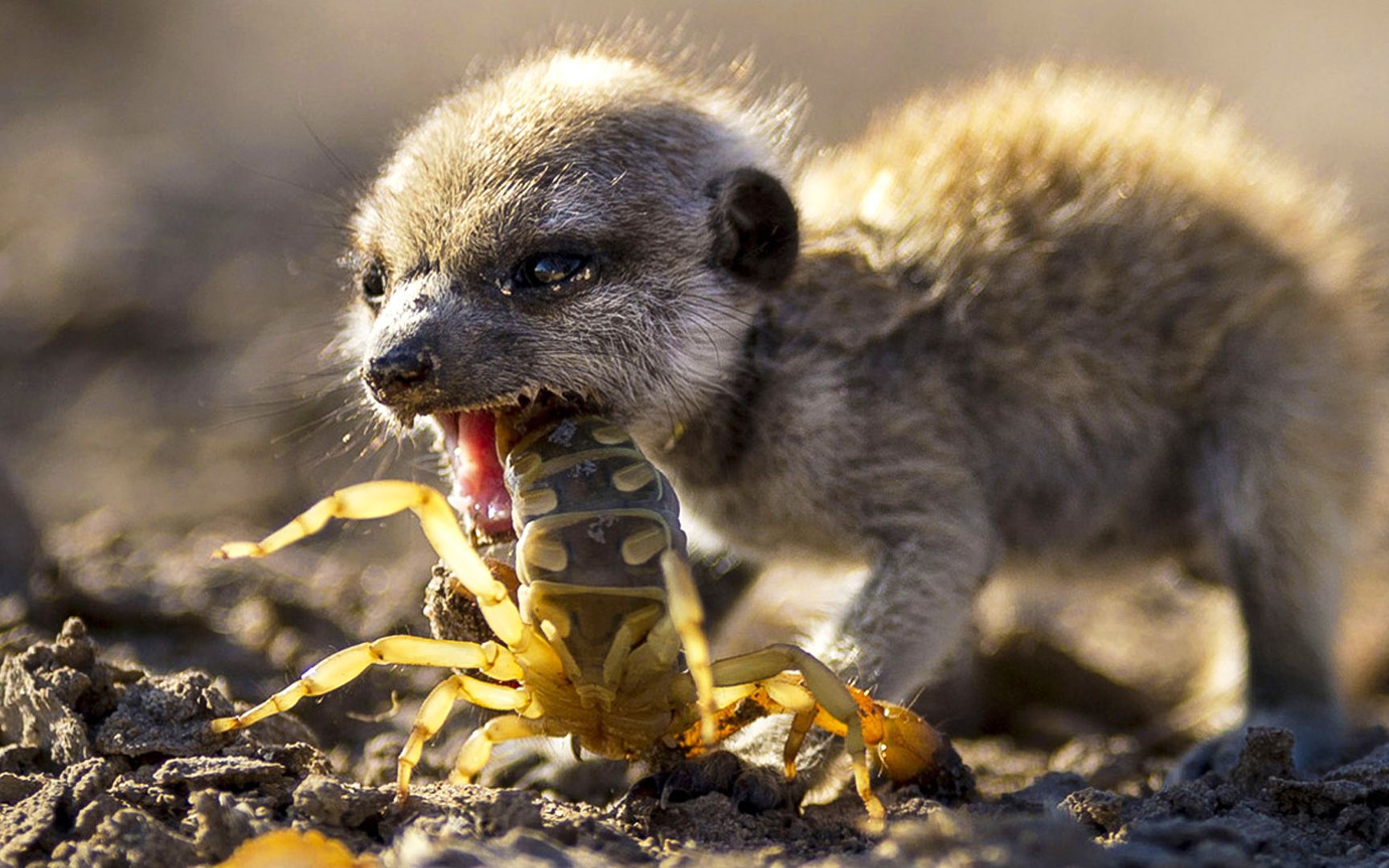 吃蝎子,战毒蛇,身长仅30cm,却是名副其实的"沙漠特种兵"