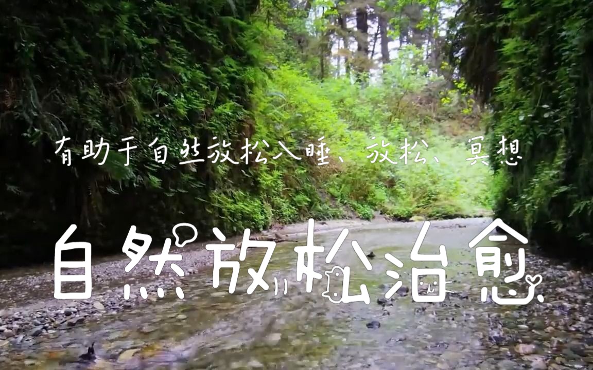 恢复神经系统?温柔的音乐平静舒缓心肺，大自然的声音  在森林中放松  鸟儿歌唱