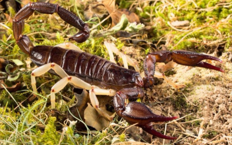 巨型尼泊山蝎幼体捕食蟑螂_哔哩哔哩_bilibili