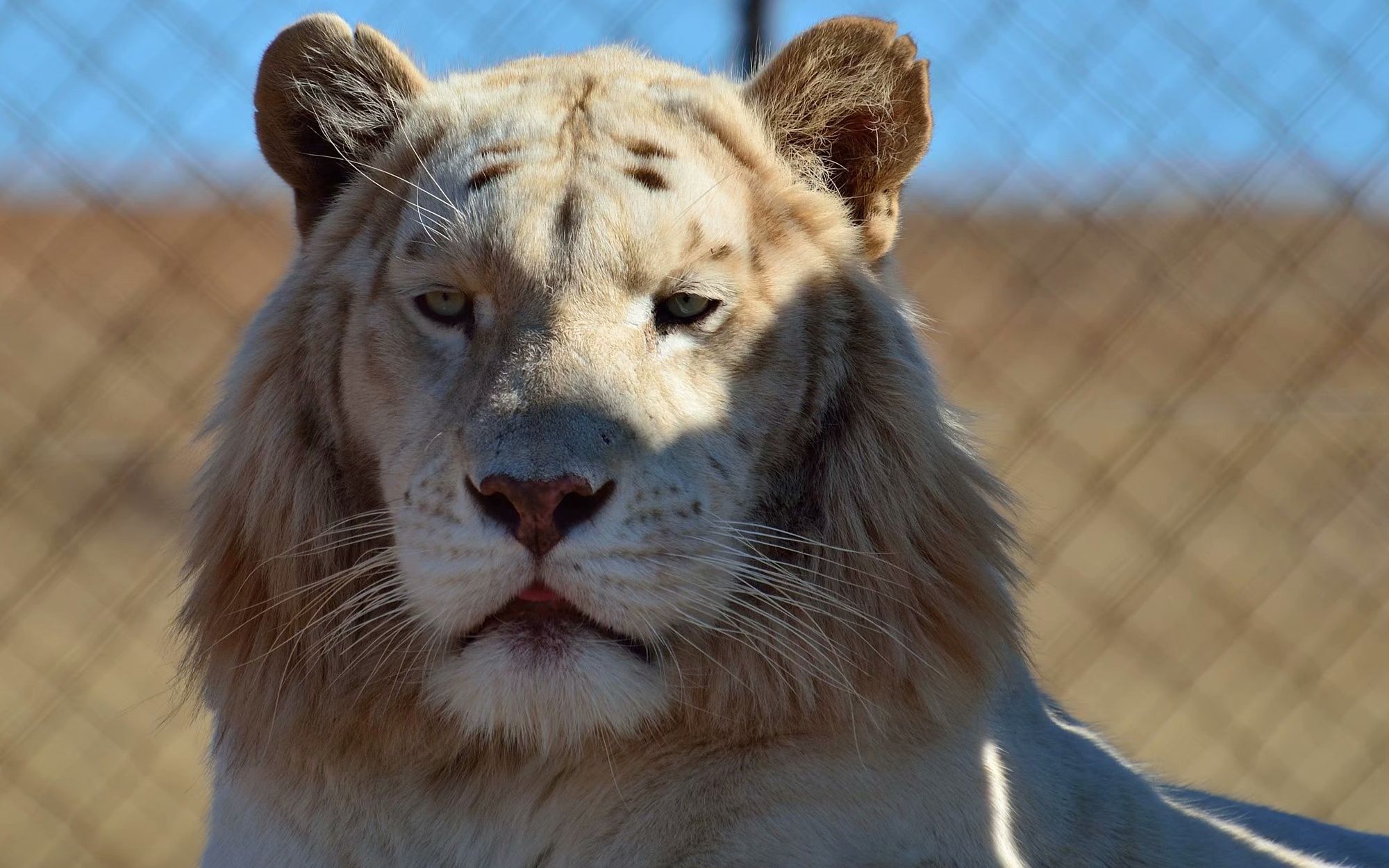 4k高清:非洲一家动物园养的雪虎近距离特写镜头_哔哩哔哩 (゜-゜)つロ