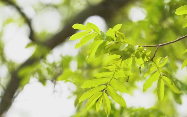 [图]助眠循环音乐 热爱周杰伦的夏天 纯音乐 一小时