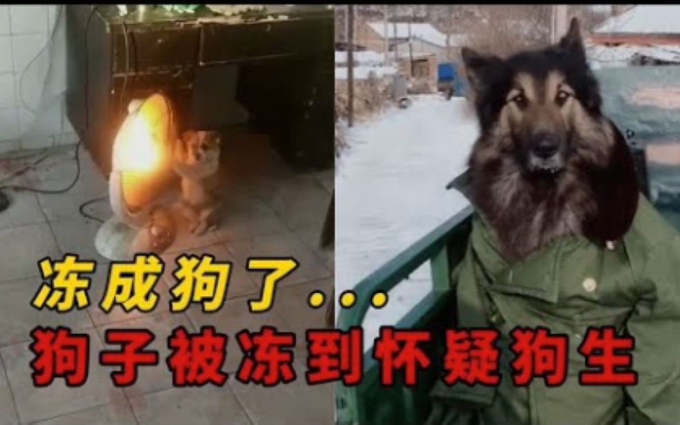 狗子们被冻到怀疑狗生 这才是真正的冻成狗