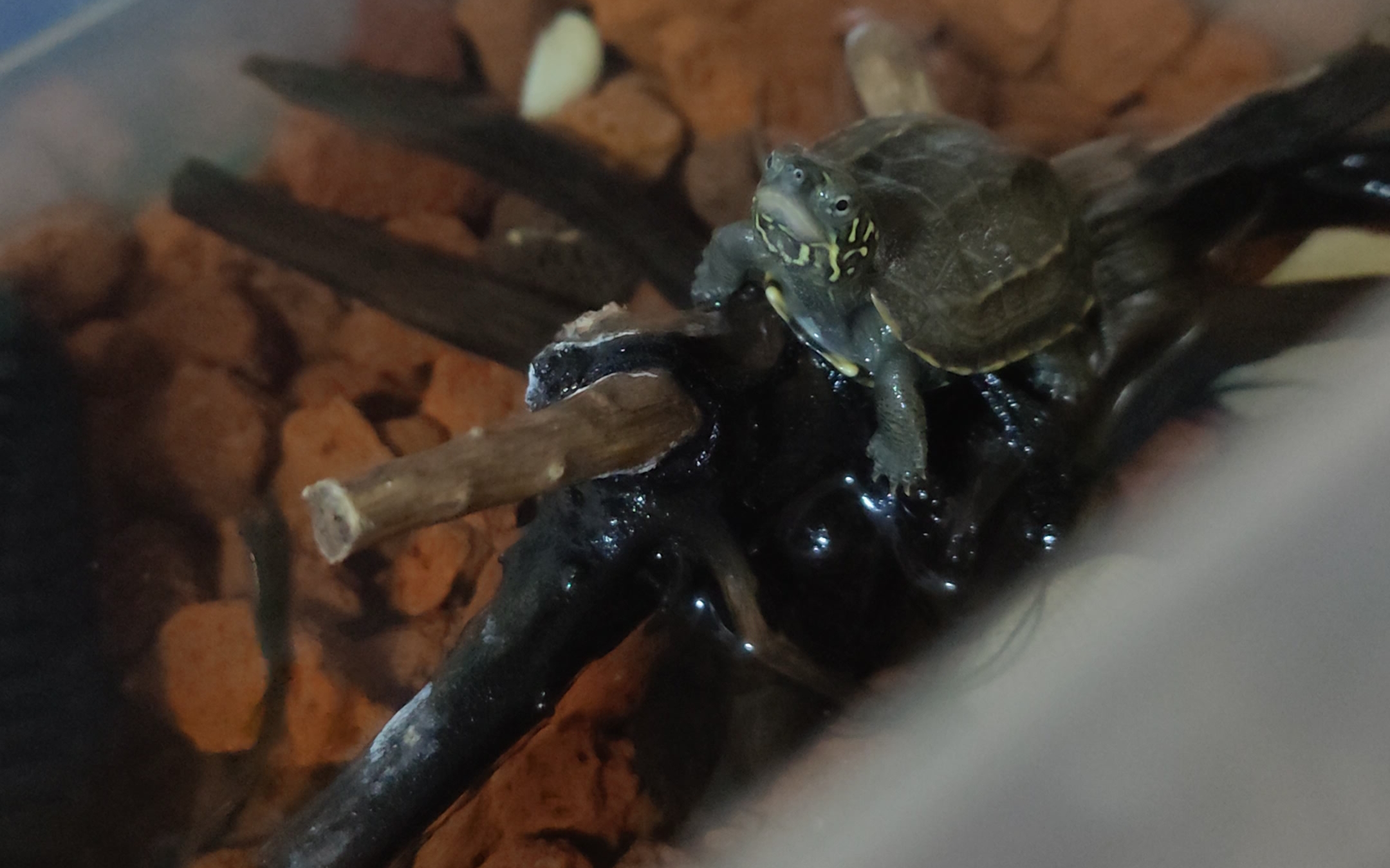 虎头虎脑小乌龟