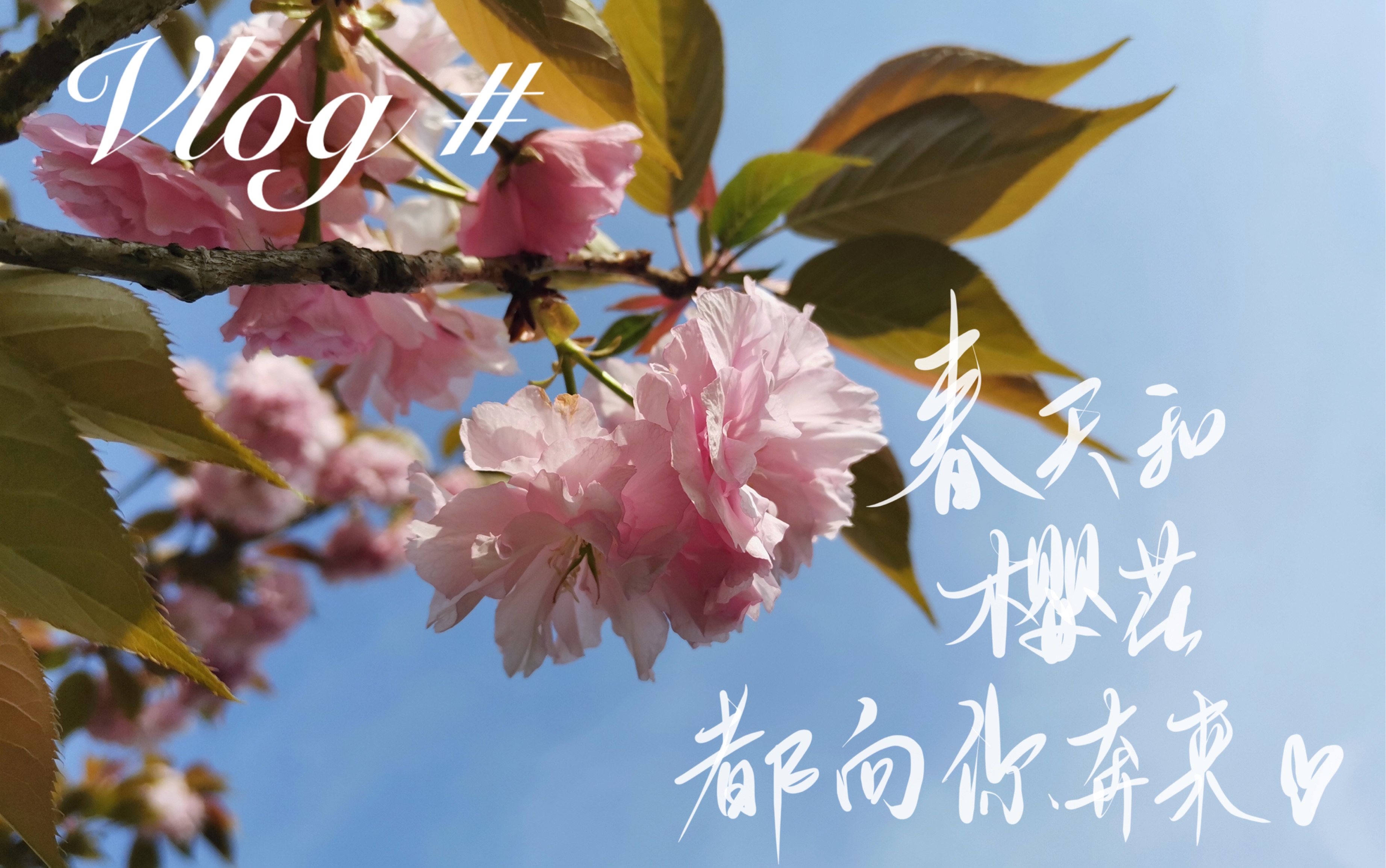 vlog钱塘江边樱花步道春天和樱花向你奔来