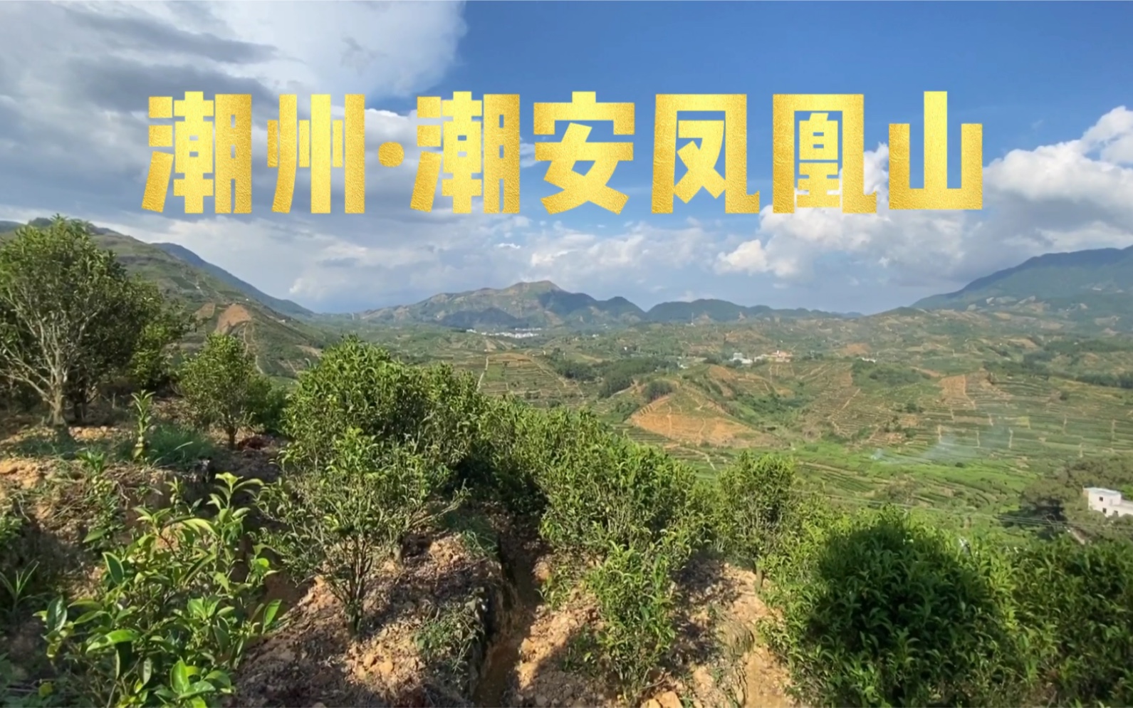 潮州凤凰单丛茶产地空气真好