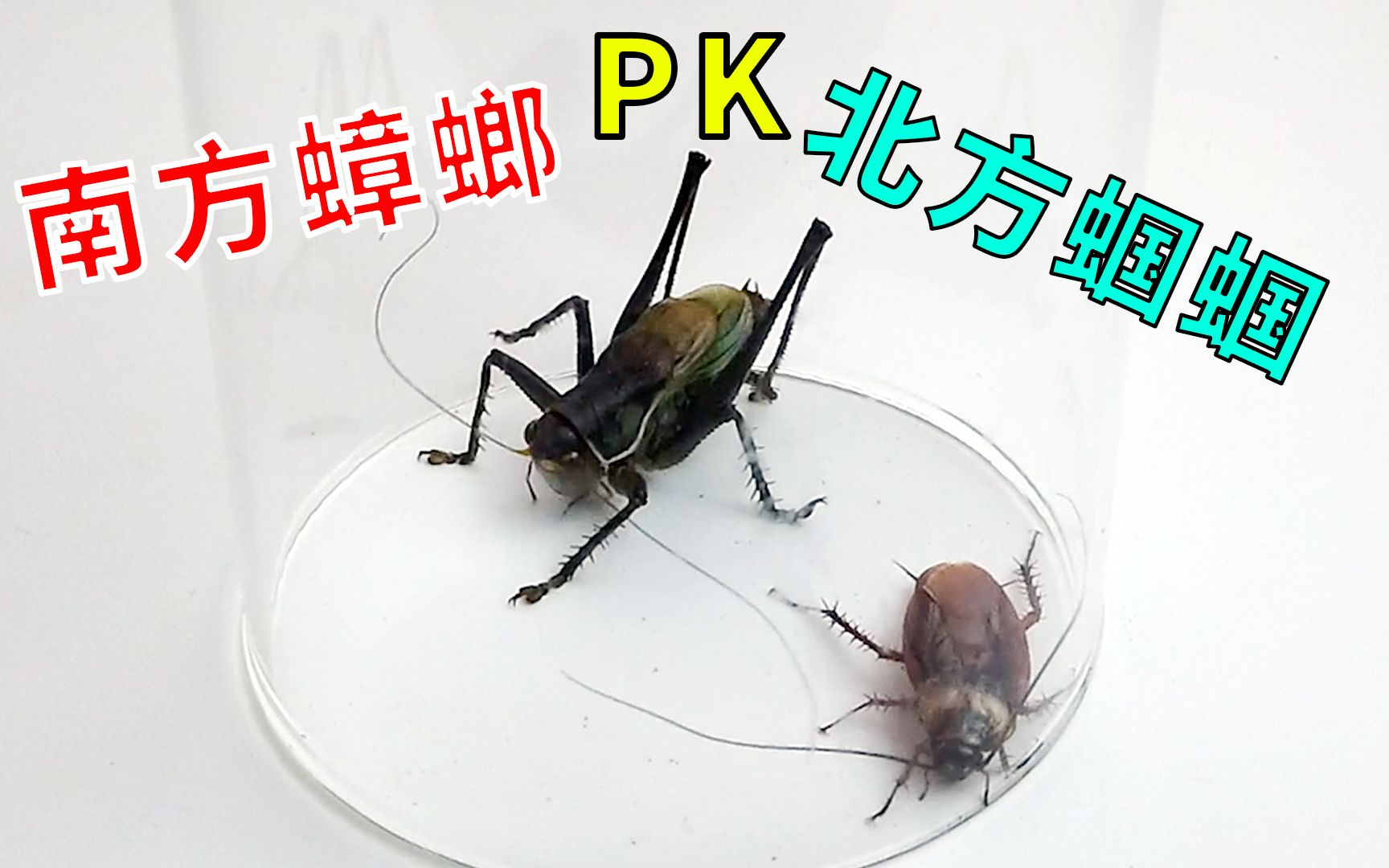 【实验】南方蟑螂pk北方蝈蝈,场面一度失控!