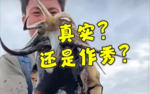 Download Video: 站内百万播放的荒野求生赶海 评论区有人说看起来假 可是实际上…？