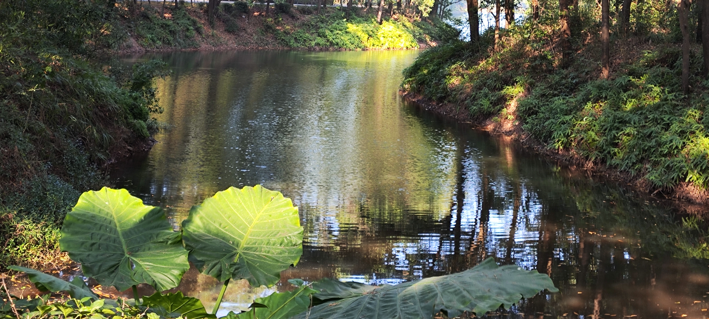 惠州红花湖风景:落日余晖