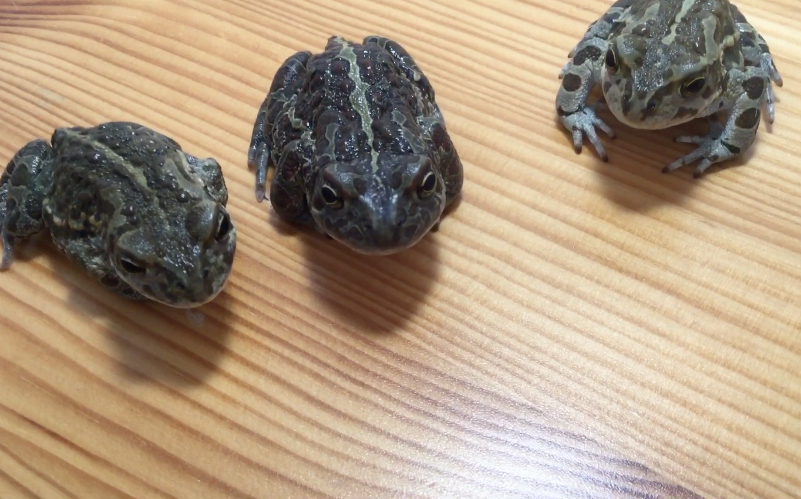 三双明亮的大眼睛～(花背蟾蜍)_哔哩哔哩 (゜-゜)つロ 干杯~-bilibili