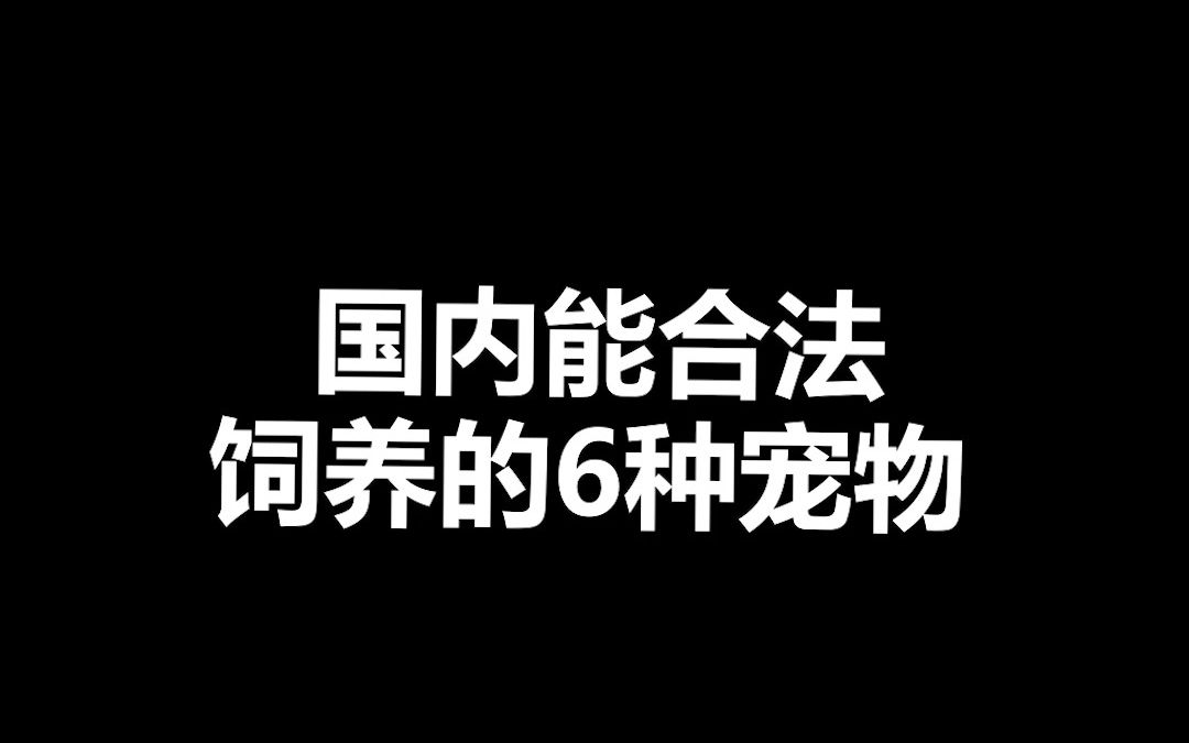 宠物冷知识:国内能合法饲养的宠物,最后一个相信是广州同学的福音!哔哩哔哩bilibili