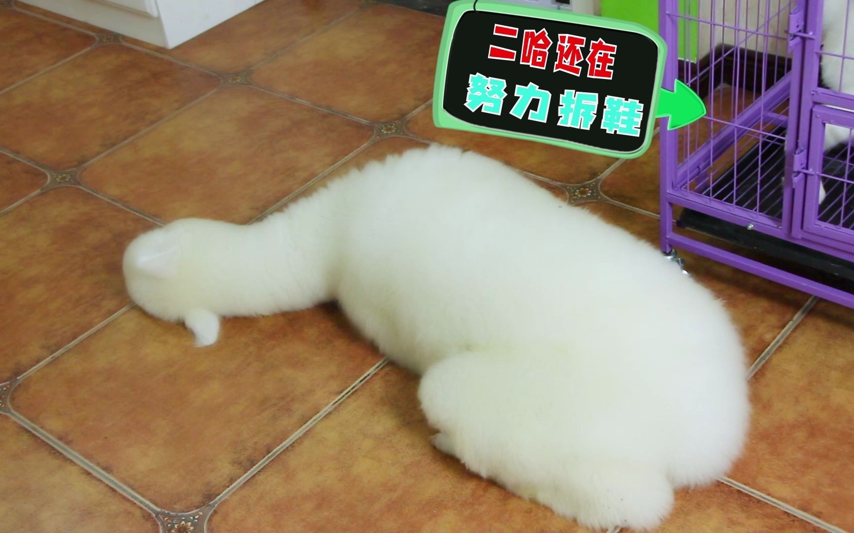 活动作品羊驼睡觉做饿梦一个很饿很饿的梦