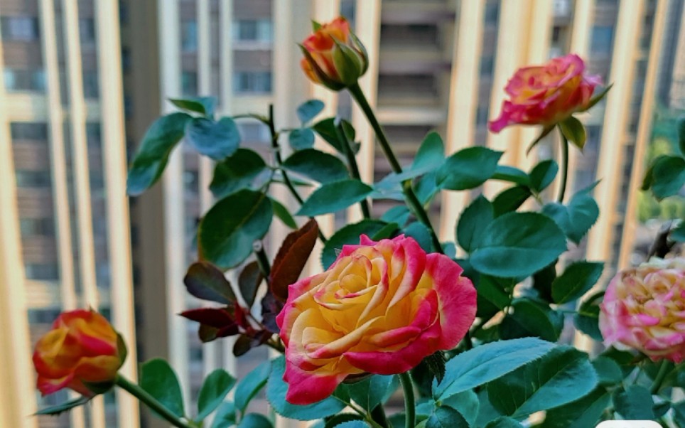 大爱胜利女神月季淋淋雨更健康