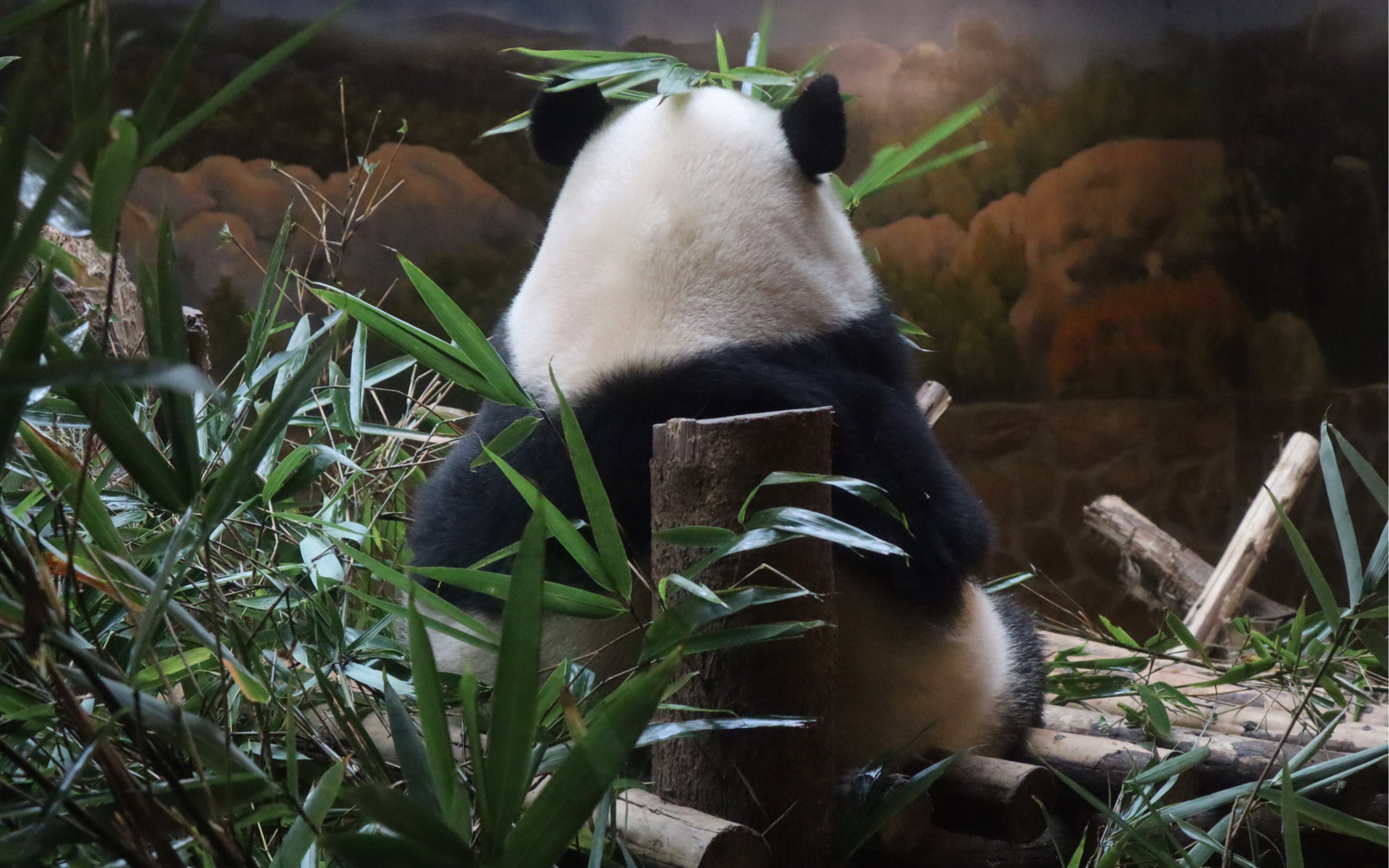 熊猫吃竹子