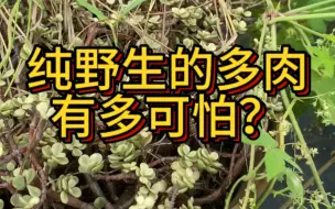 纯野生的多肉有多可怕？