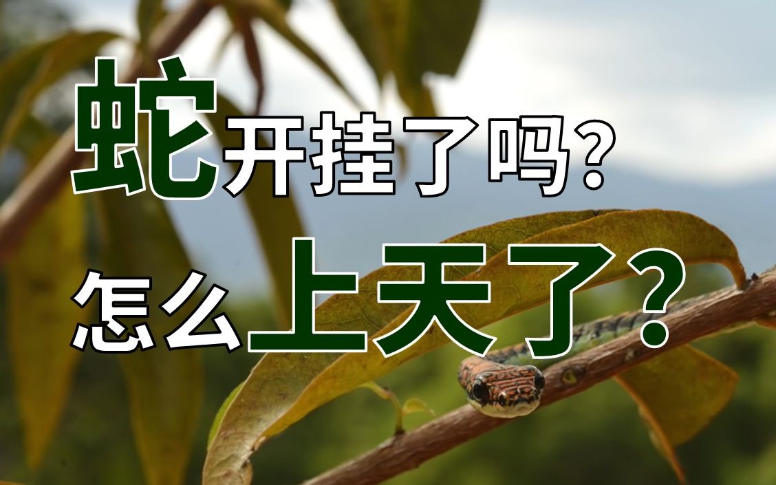 空中飞蛇:蛇是如何在空中滑行的?【Nature 自然科研】哔哩哔哩bilibili