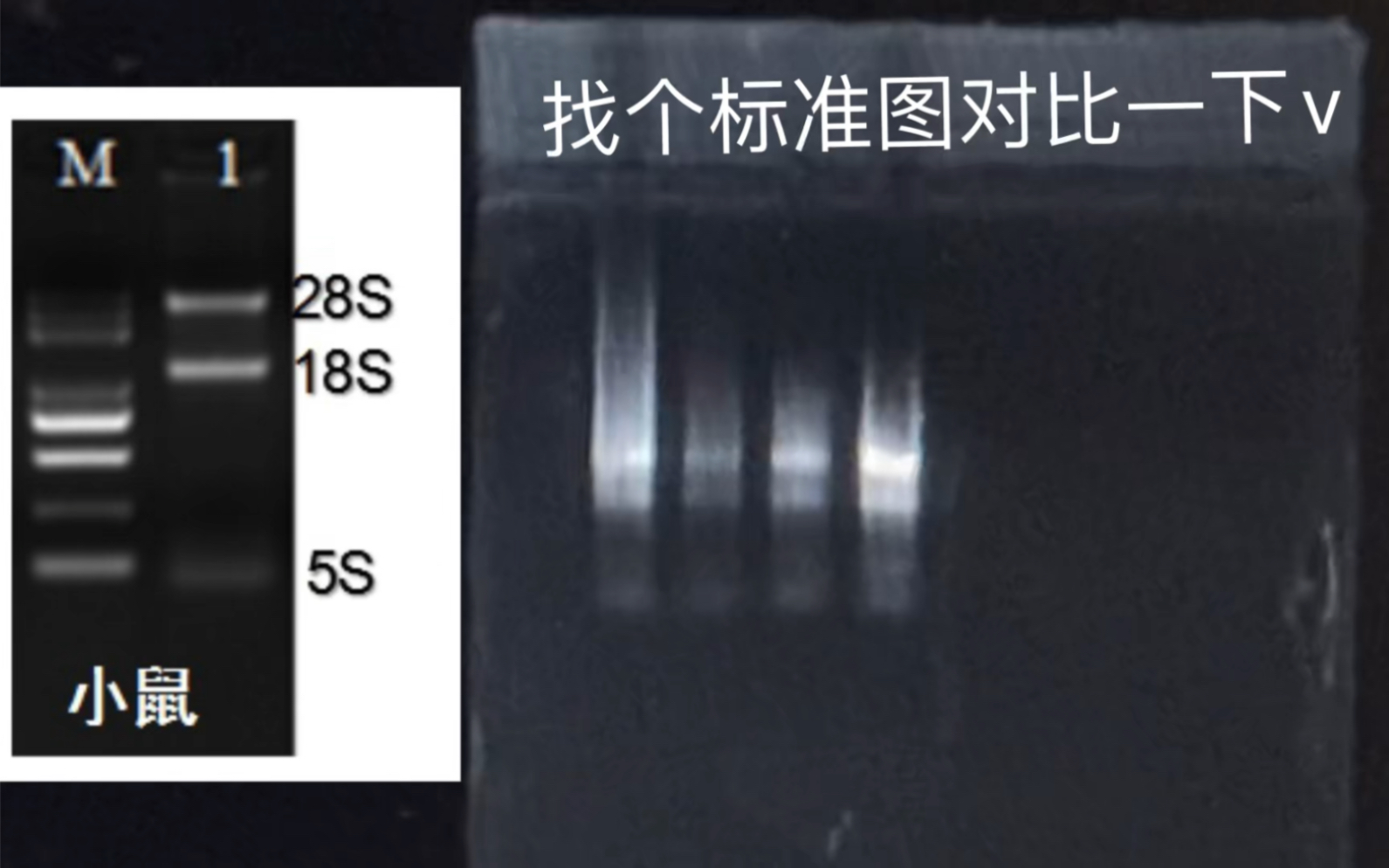 [实验操作]#9小鼠肝脏总RNA提取与逆转录-药学小菜头lululu-药学小菜头lululu-哔哩哔哩视频