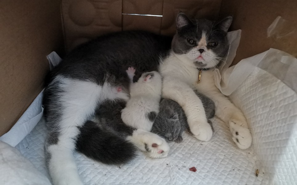 【英短蓝白】小猫咪出生的第四天