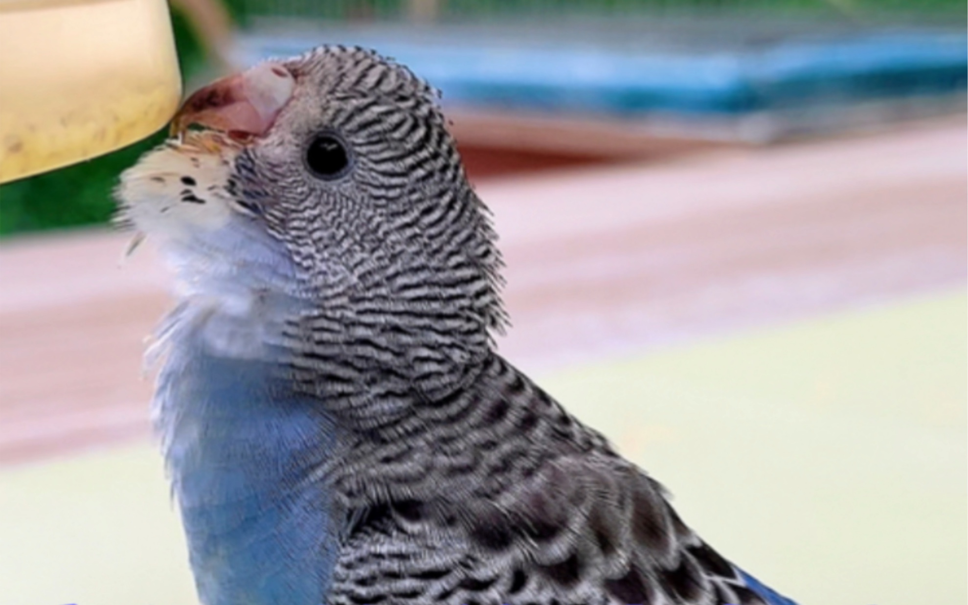 虎皮鹦鹉这么萌萌哒,新手级别入门首选它.