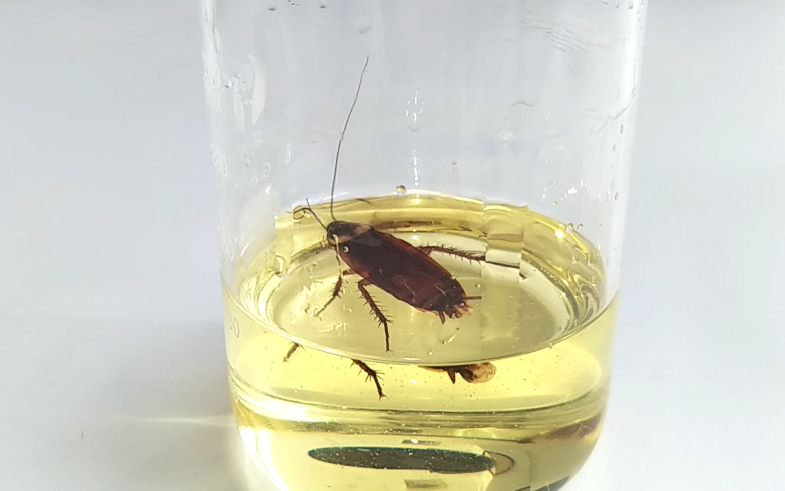 蟑螂有个外号叫"偷油婆",把它放到食用油里看看会怎么样?