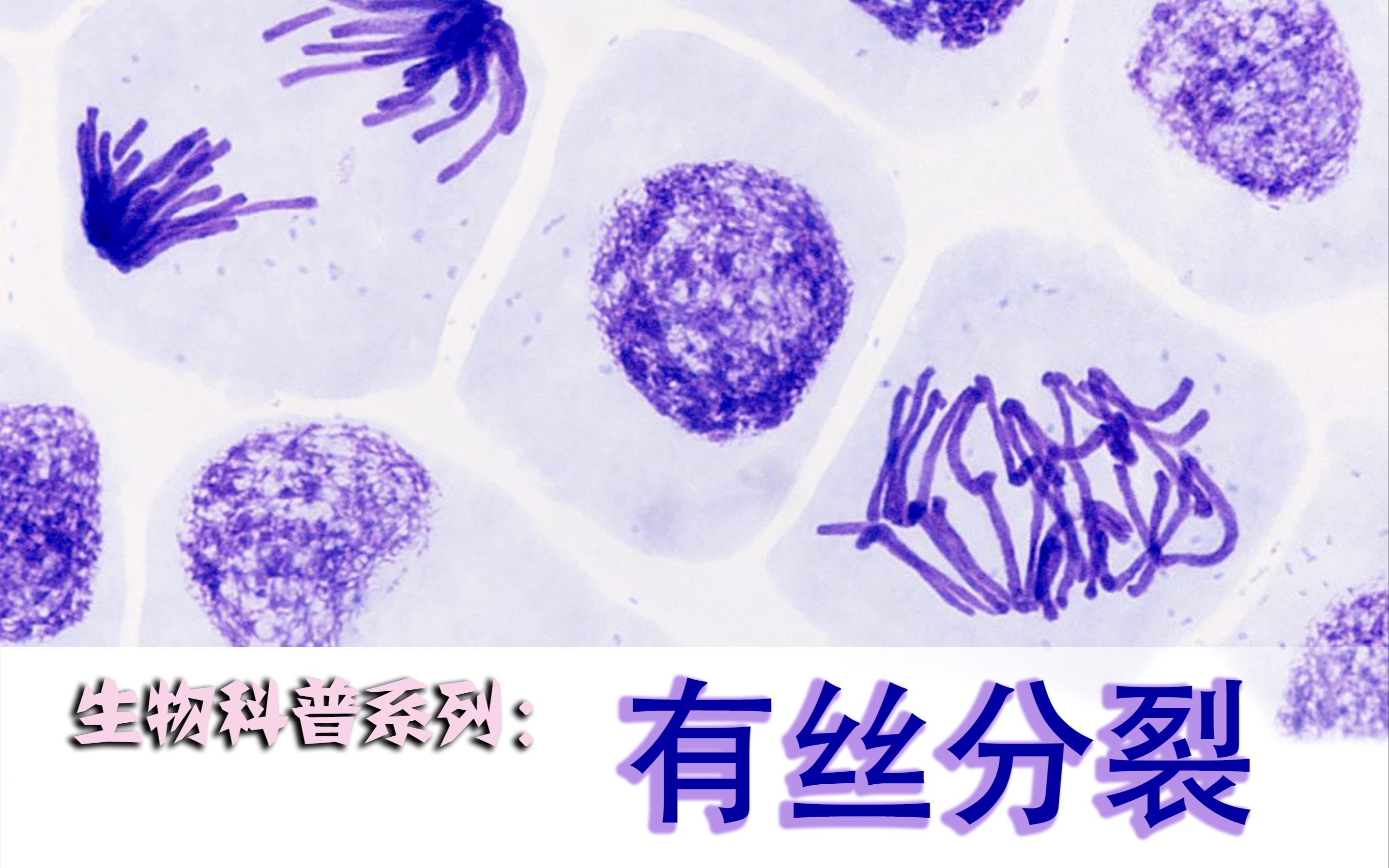 [图]生物科普系列：有丝分裂