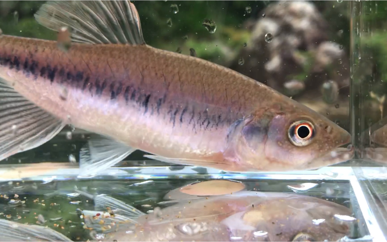 在山溪中蜗居的异鱲生境日益萎缩的原生鱼何去何从