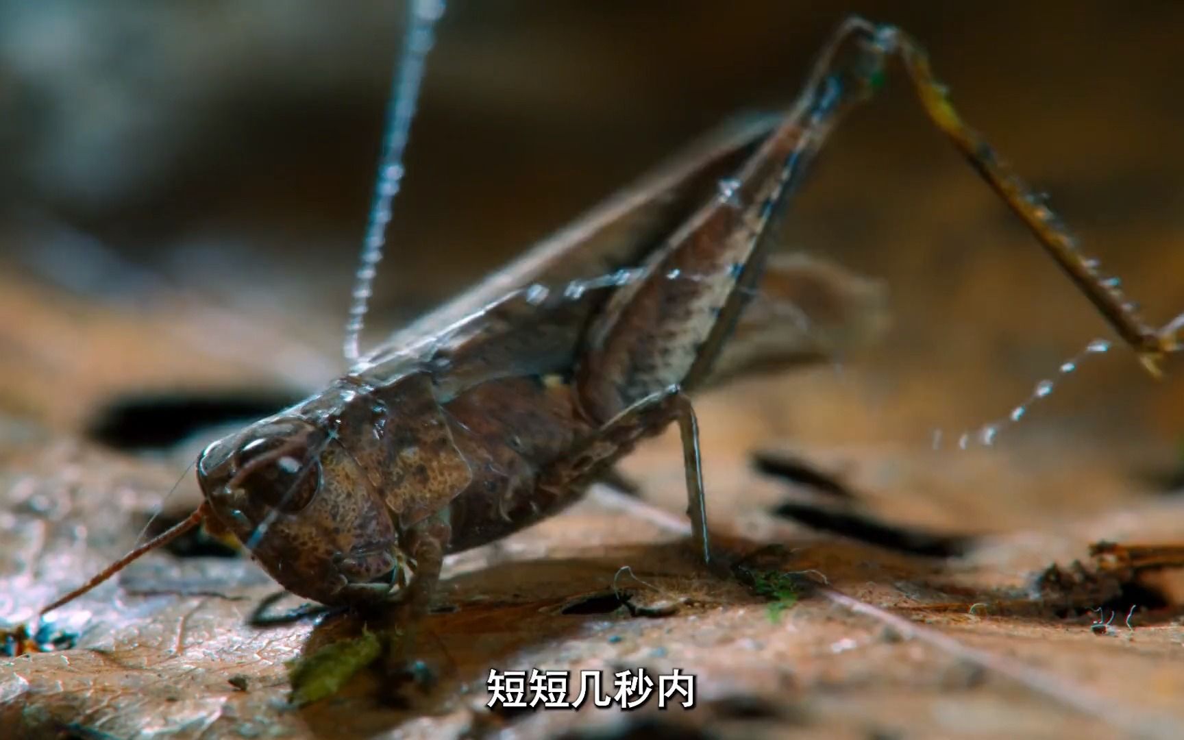 长相人畜无害,实则凶狠无比的天鹅绒虫