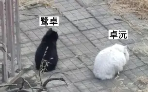 Télécharger la video: 种地吧 | 山高鹭沅 | 这段猫猫道歉视频好像双卓！！！