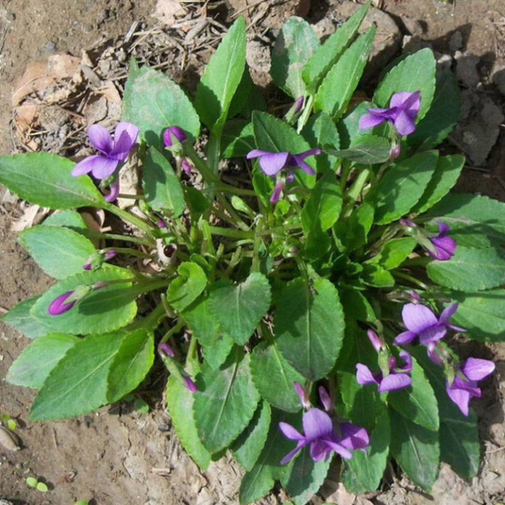 紫花地丁犁头草可做盆景,2块一棵15棵浙江周边包邮