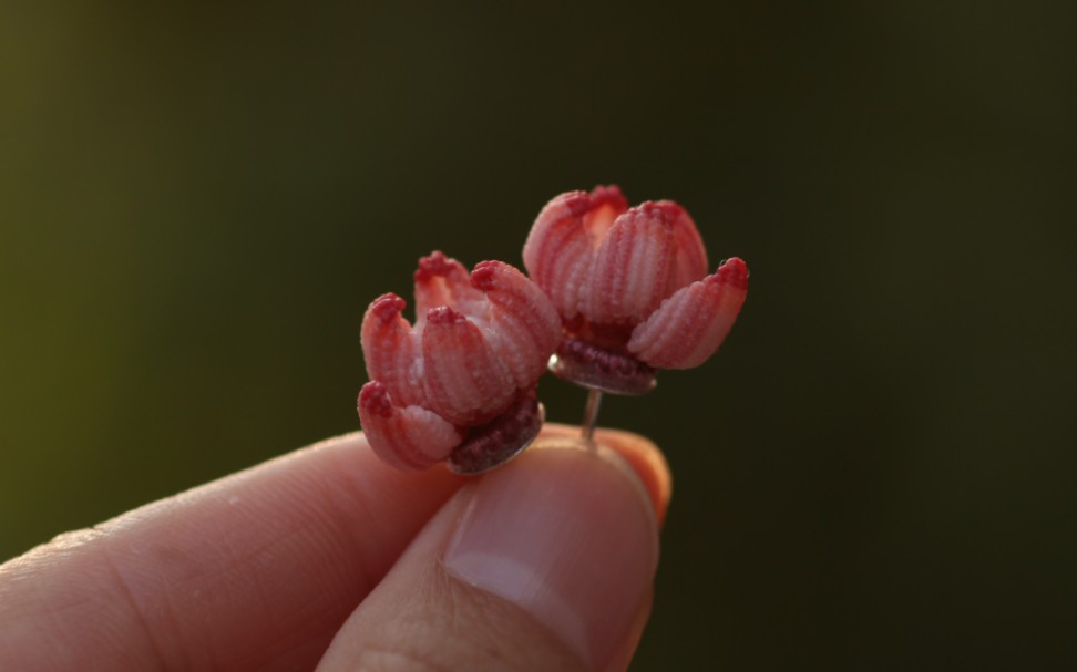 [图]摘朵莲花戴耳畔