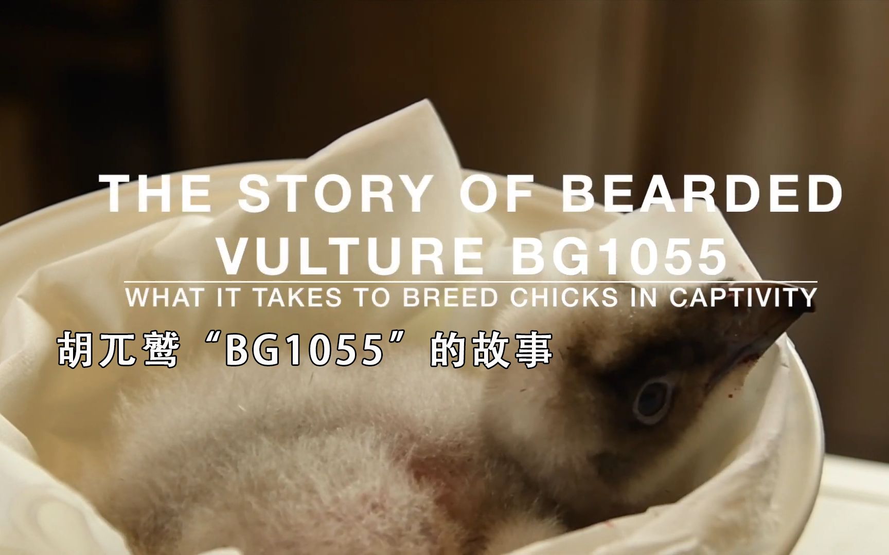胡兀鹫bg1055的故事thestoryofbeardedvulturebg1055vcf鹫类保育基金