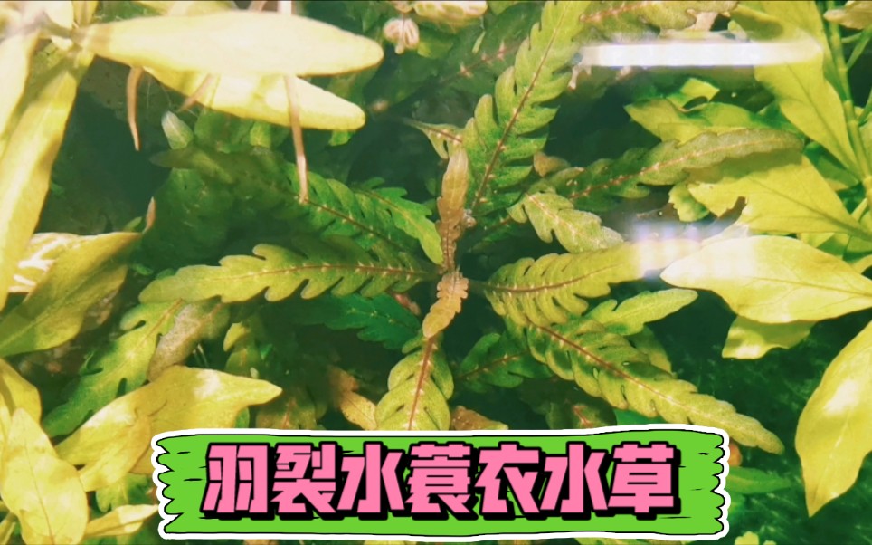 水草:羽裂水蓑衣新手能养吗?教你如何养出不同的状态哔哩哔哩bilibili