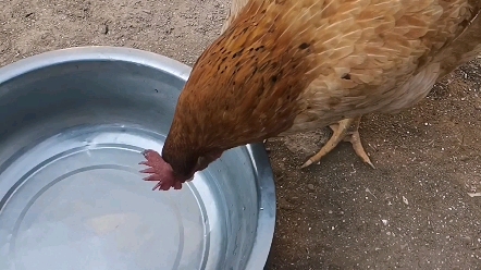 高清看一下鸡是怎么喝水的