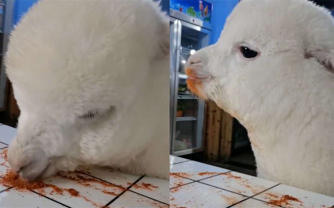 重庆一羊驼吃辣椒面满脸幸福看呆网友:下次羊肉火锅安排上!