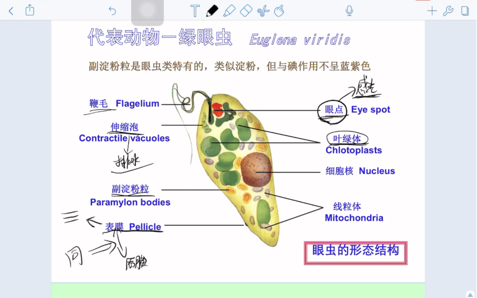 [图]《普通动物学》1原生动物门（本科导学）