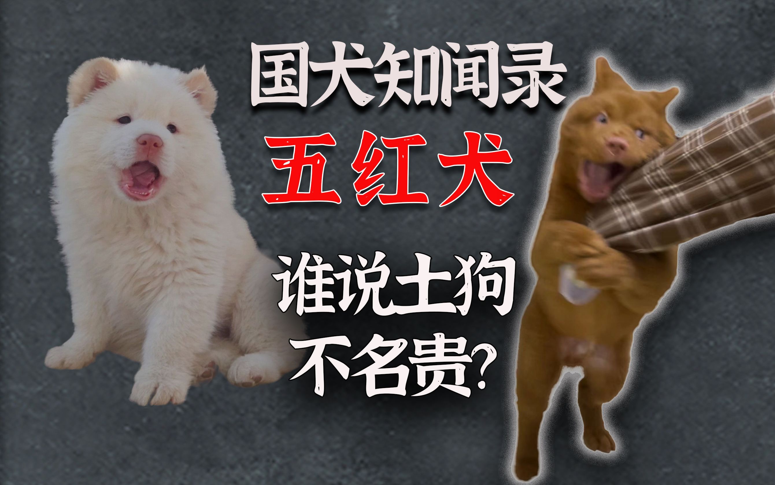 国犬纲目之五红犬:怎么就逆袭成为令普通人望而却步的身价?合理吗?哔哩哔哩bilibili