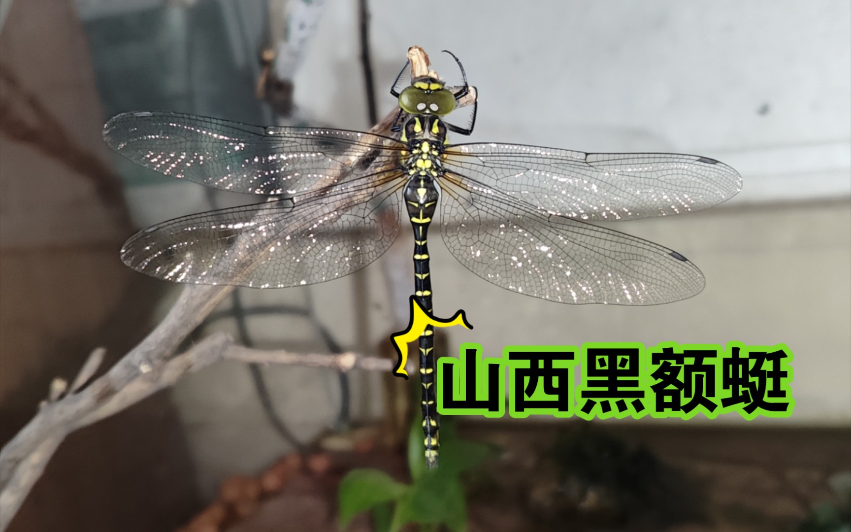 我推的虫子(山西黑额蜓羽化)