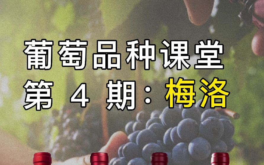 原来波尔多酒王柏图斯、马赛托都是用梅洛Merlot酿的!哔哩哔哩bilibili