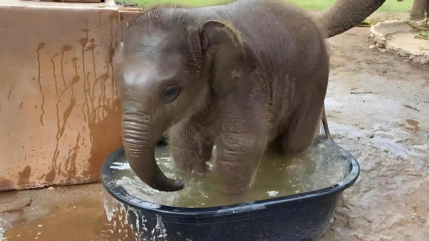 小象第一次体验泡浴缸,被萌出内伤概不负责,千万忍住别笑