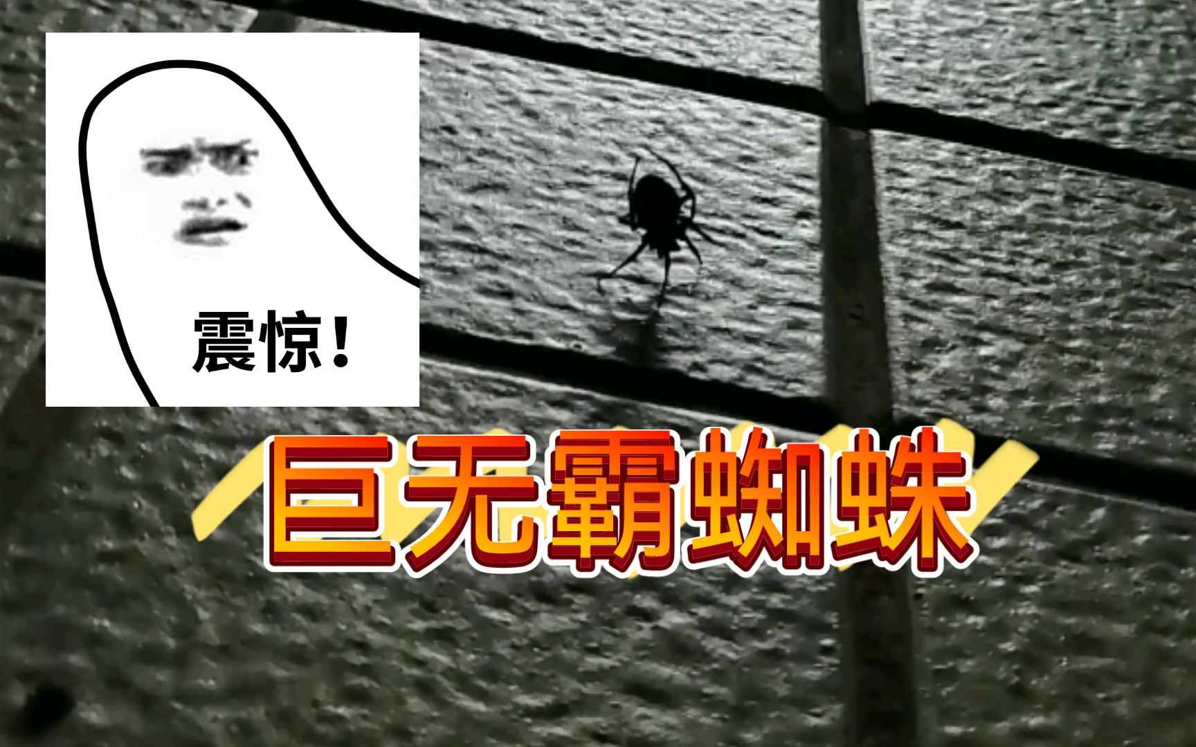 疫情封校在学校发现了一只巨无霸蜘蛛都进来看